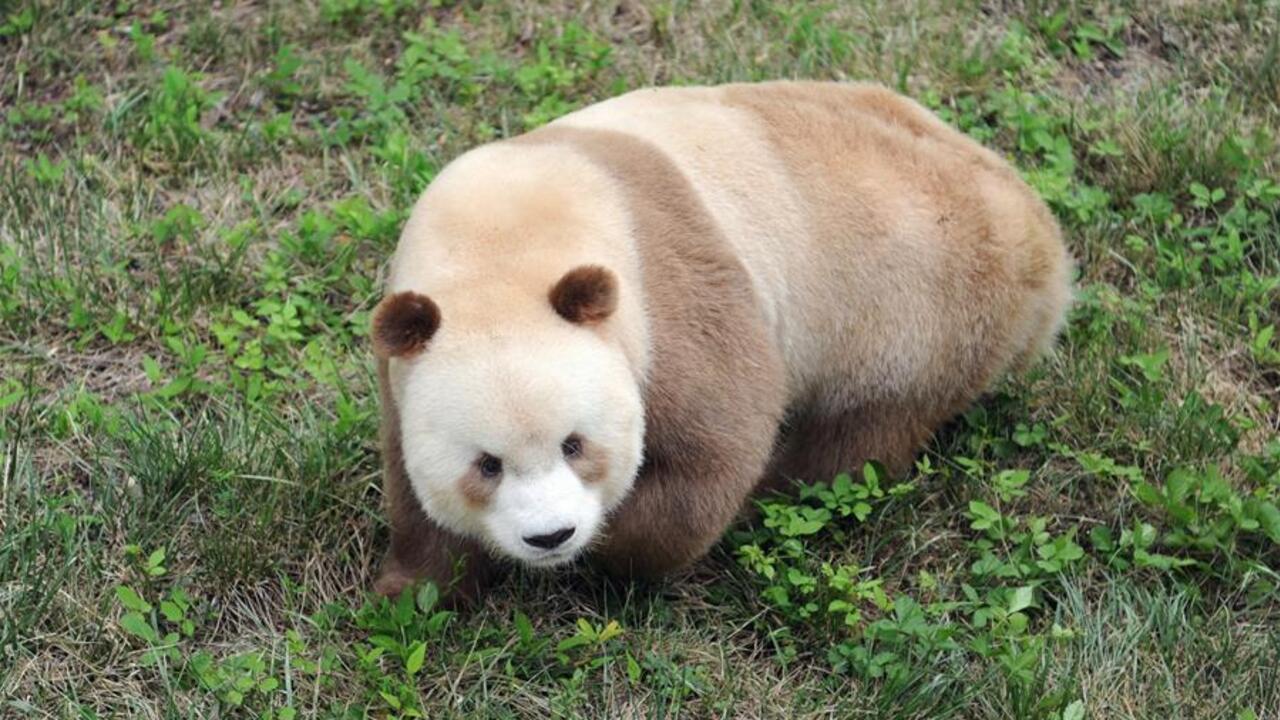 Bielo-hnedá panda