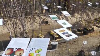 Jarné počasie láka do záhrad. Čo treba robiť, aby sa stromom darilo?