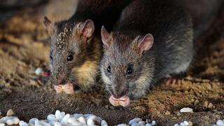 Policajti bojujú s nezvyčajným problémom. Potkany im zjedli skonfiškovanú marihuanu