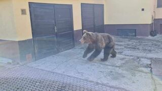AUTENTICKÉ VIDEO: Medveď v uliciach Liptovského Mikuláša, zranených bolo päť ľudí 