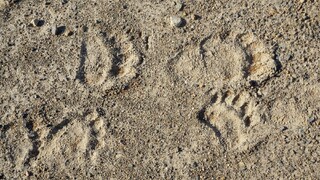 Medvede dali Slovensko do pozoru. Vo viacerých lokalitách by mohla platiť mimoriadna situácia, Kiča hovorí o porušení zákona