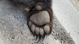 Medveď, ktorý v Liptovskom Mikuláši zranil piatich ľudí, bol odstrelený. Úlovkom sa pochválil Taraba na sociálnej sieti