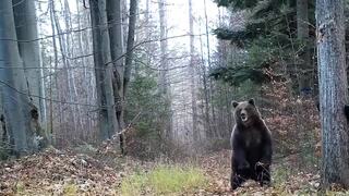 Nedeľný útok medveďa pri obci Povina preveruje zásahový tím. Dobrovoľný hasič skončil s poranením nohy