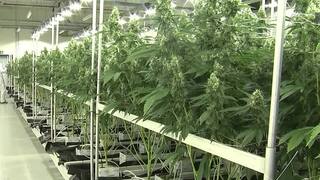 V Nemecku už platí čiastočná legalizácia marihuany. Presadila ju vláda kancelára Scholza