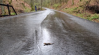 Na mnohých miestach Slovenska ide v týchto dňoch o život. Aktivisti zachraňujú salamandry pred autami