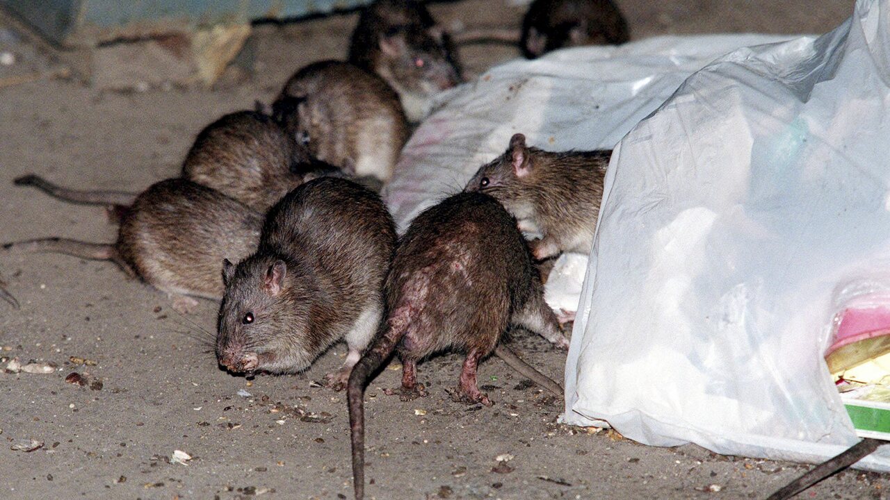 Brown_Rat_Takeover220504.jpg