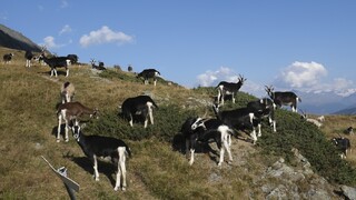 Adoptujte si divokú kozu z Talianska. Na ostrove Alicudi sa premnožili, starosta ich chce zachrániť pred odstrelom