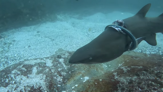 VIDEO: Potápač neveril vlastným očiam. V oceáne nakrútil žraloka, ktorý mal v chrbte zarezaný plastový kruh