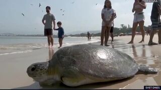 V Brazílii pomáhajú zraneným korytnačkám. Uhádnete, ako to robia? 