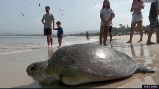 V Brazílii pomáhajú zraneným korytnačkám. Uhádnete, ako to robia? 