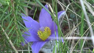 Ochranári počítali poniklece. Je to zákonom chránená rastlina, ktorú považujeme za posla jari