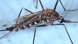  Invázny tzv. ázijský komár Aedes japonicus japonicus