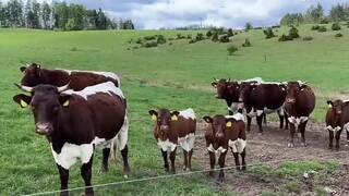 Záchrana vzácnych lúk. Tie Kopanecké sú druhovo najbohatšie na svete