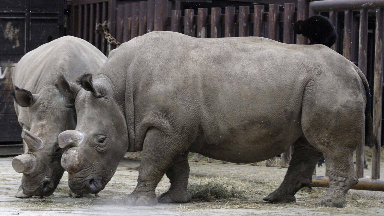 Nosorožec, nosorožce, bez rohu, roh