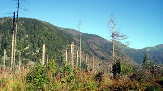 Lykožrút ohrozuje už tri okresy. Lesníci v regióne nestíhajú, povolali na pomoc kolegov z celého Slovenska