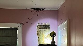 Dievčatko sa rodičom sťažovalo, že má v izbe strašidlá, no neverili jej. Za stenou naozaj niečo žilo