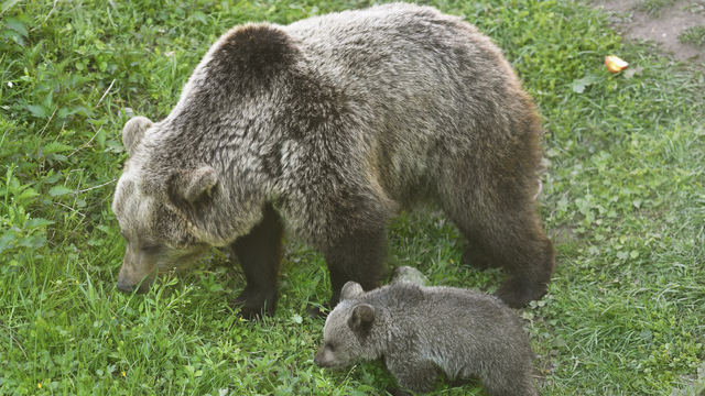 medved medvedica medvieda