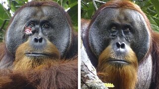 orangutan vyliečenie