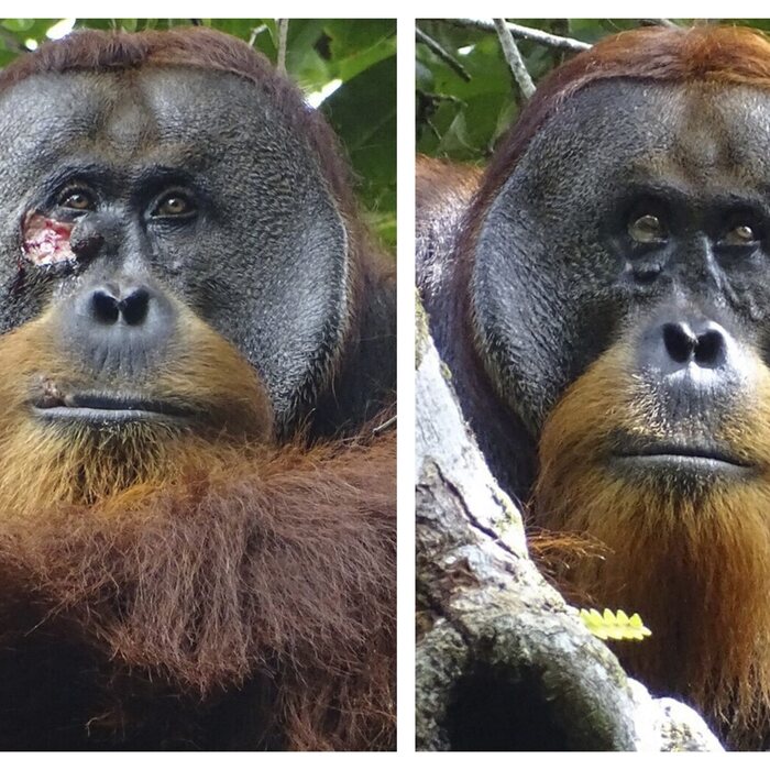orangutan vyliečenie