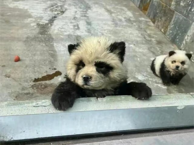 VIDEO: Je to panda či prefarbené šteniatko? Čínska zoo otvorila novú výstavu, návštevníci neverili vlastným očiam