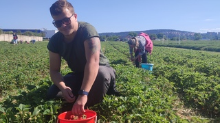 Odštartovali obľúbené samozbery jahôd. Sladkých plodov je však menej a sú drahšie