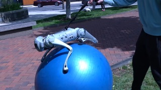 ChatGPT trénuje robotického psa, aby chodil na fit lopte