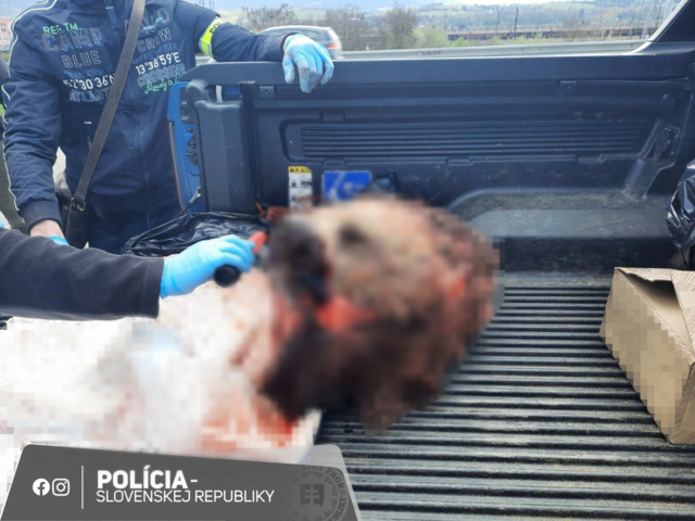 Pytliačka rozrezala medvedicu na kúsky. S časťami tela v nádobách a vreciach chcela odísť do zahraničia