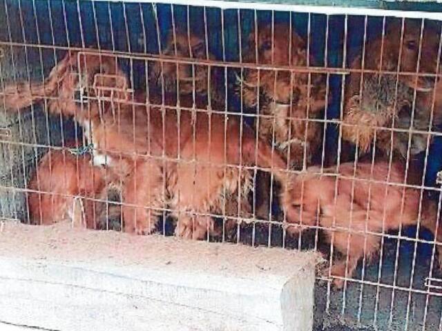 Šokujúci prípad zo západu Slovenska. Muž choval vyše desať psov v klietke, hladovali a jedli vlastné výkaly