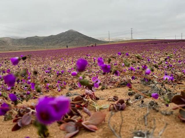 Púšť posiata kvetmi. Čilská Atacama rozkvitla, príčinou fenoménu sú nezvyčajné zrážky 