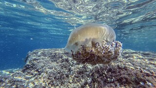 Pobrežie najväčšieho chorvátskeho ostrova zaplavili medúzy. Môžu spôsobiť nepríjemné a bolestivé popáleniny