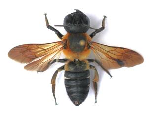 Čalúnnica Megachile sculpturalis