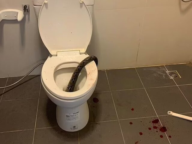 Horor v kúpeľni. Pytón sa mužovi zahryzol do citlivých miest, keď sedel na toalete. Ubil ho kefou
