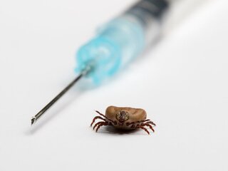 kliešťová encefalitída kliešť ihla očkovanie 