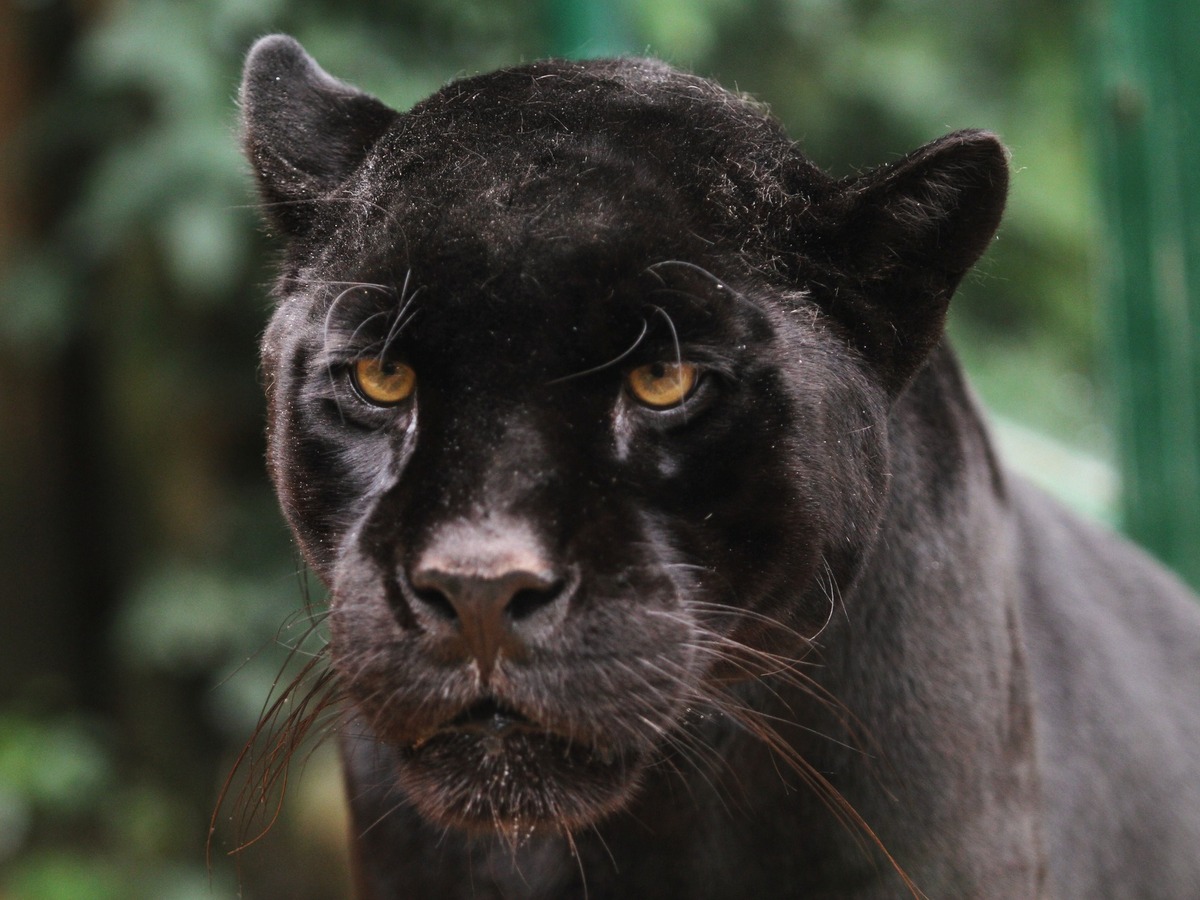 diana zoo bojnice.jpg