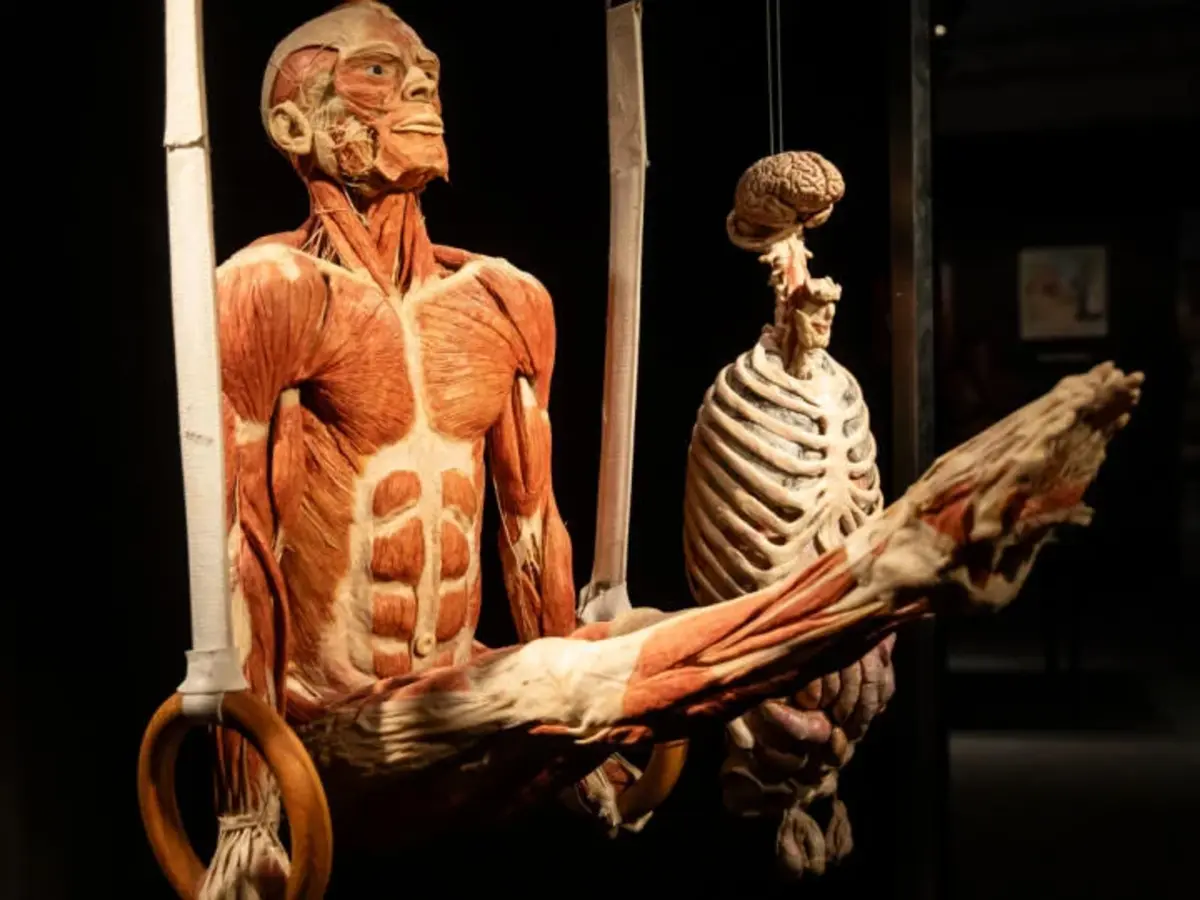 Body Worlds