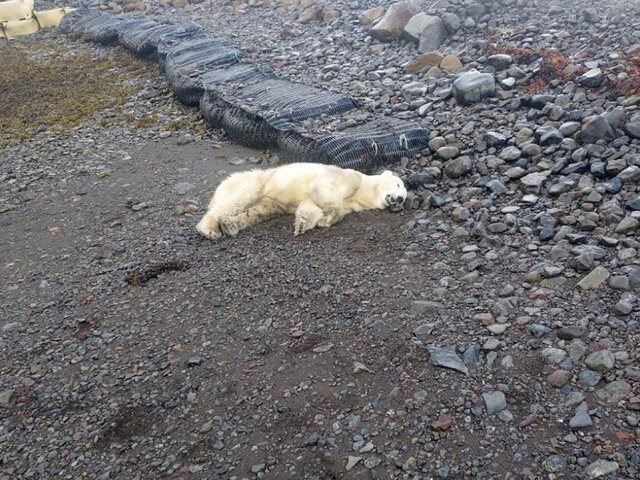 Vzácny úkaz na Islande. Po rokoch sa tam objavil ľadový medveď, polícia ho zastrelila
