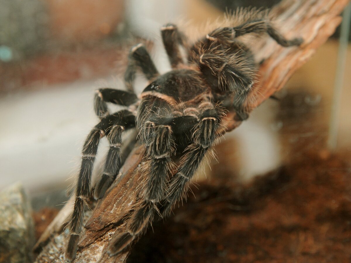 tarantula 