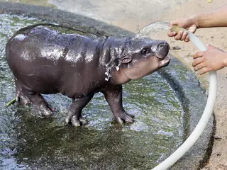 hrošík zoo thajsko 