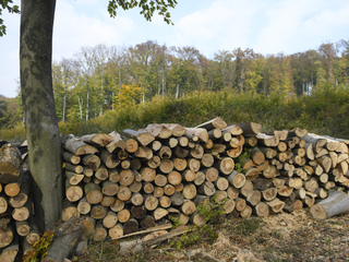 drevo08_25_10_2022910519 (1).jpg