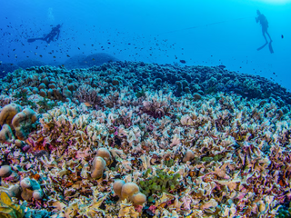 Manu San Félix, National Geographic Pristine Seas