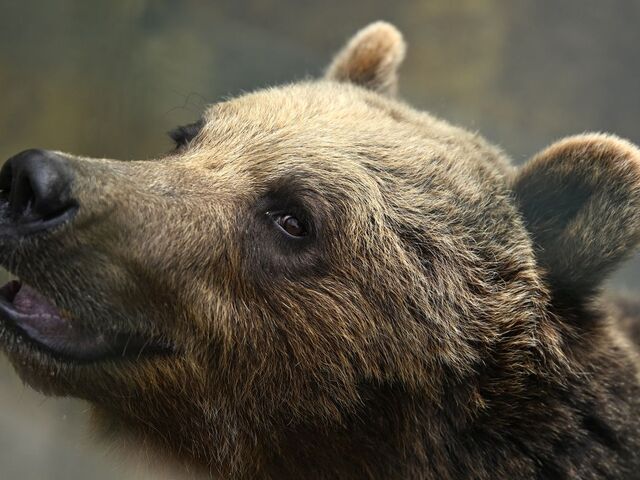 medveď