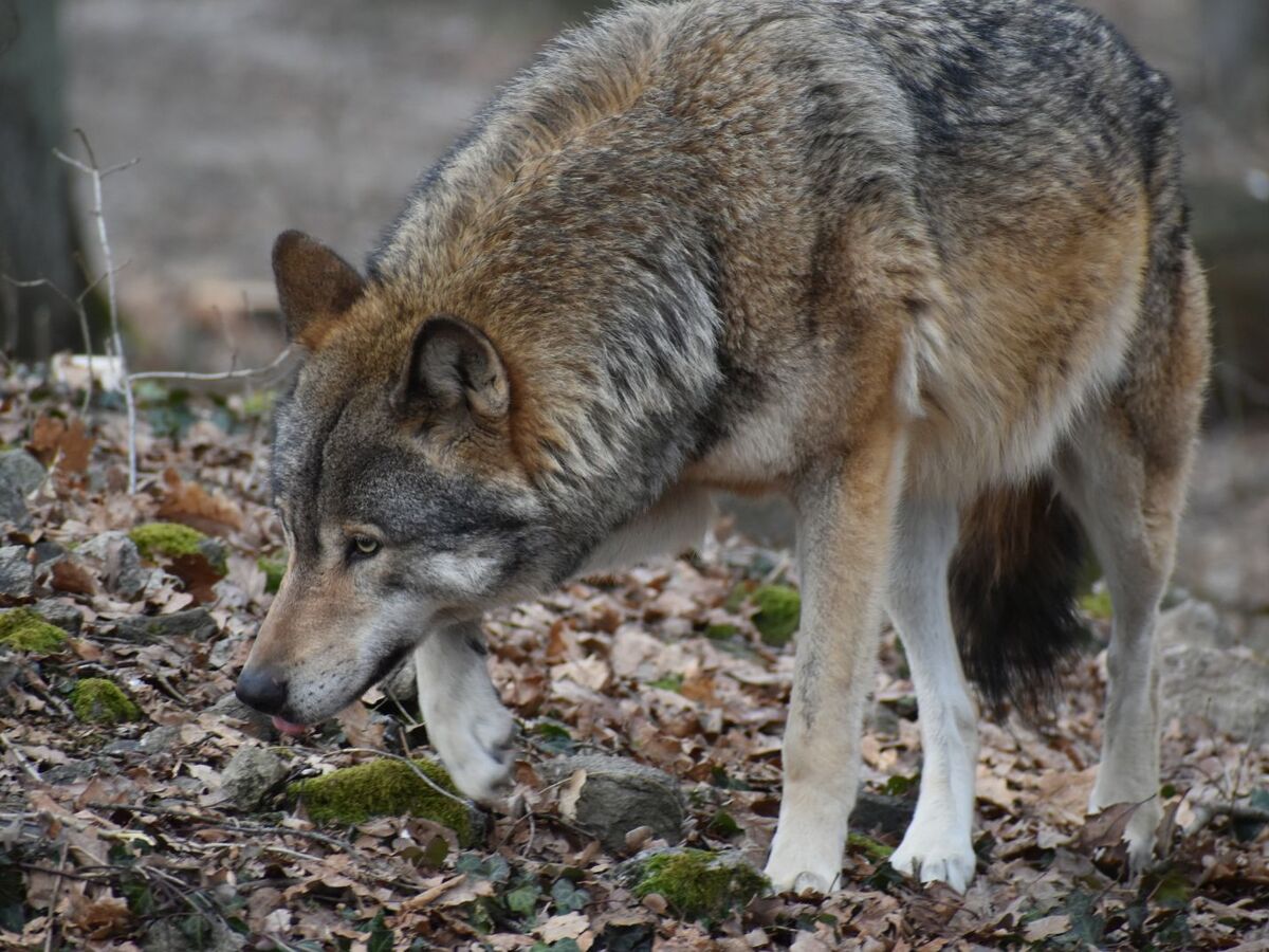 Vlk eurázijský ZOO Bratislava 