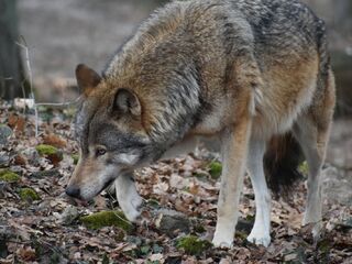 Vlk eurázijský ZOO Bratislava 