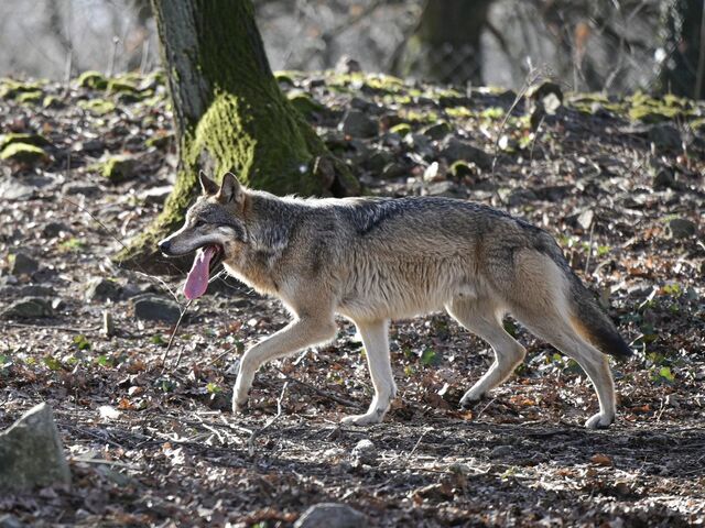 Slovensko pripravuje nový režim lovu vlkov za prísnych podmienok. Envirorezort: Odmietame hystériu
