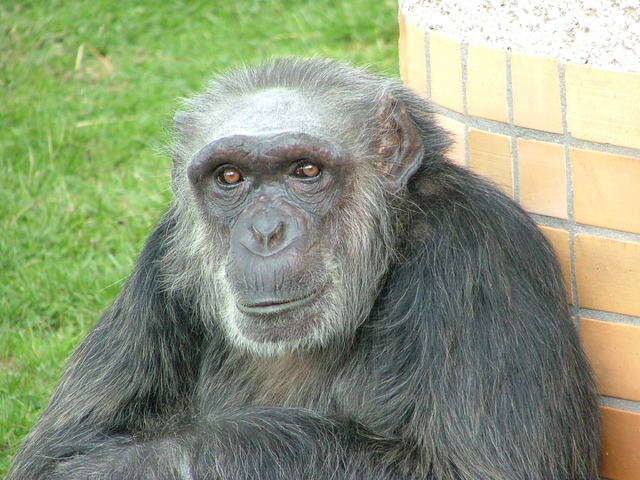 Česká zoo smúti. Zomrel Dingo, najstarší šimpanz. Silvestrovská pyrotechnika mu spôsobila šok