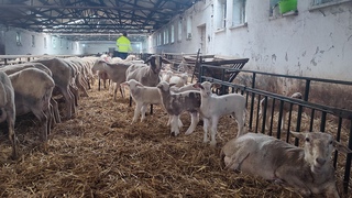 Farmy rozbiehajú novú sezónu, na svet prichádzajú prvé jahňatá. Pozreli sme sa, ako to vyzerá na salaši 