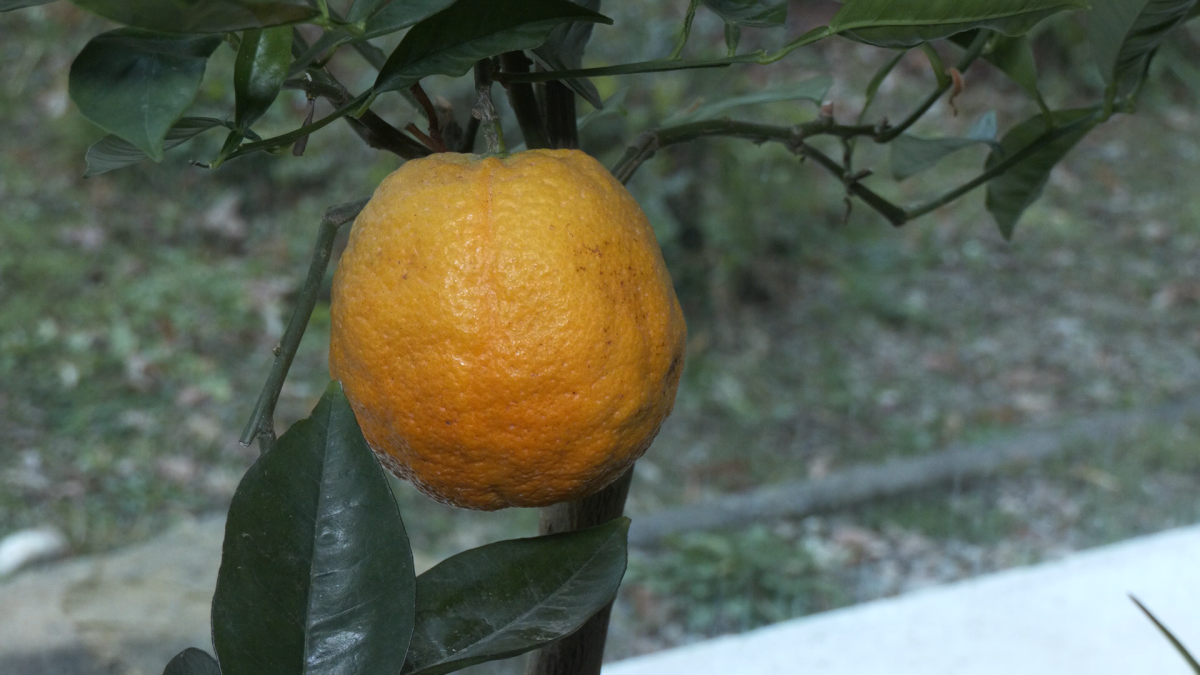 Dubnická oranžéria ožíva