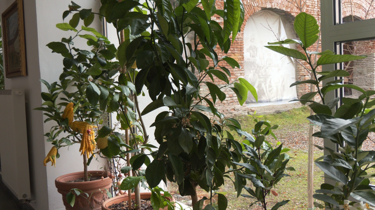 Dubnická oranžéria ožíva