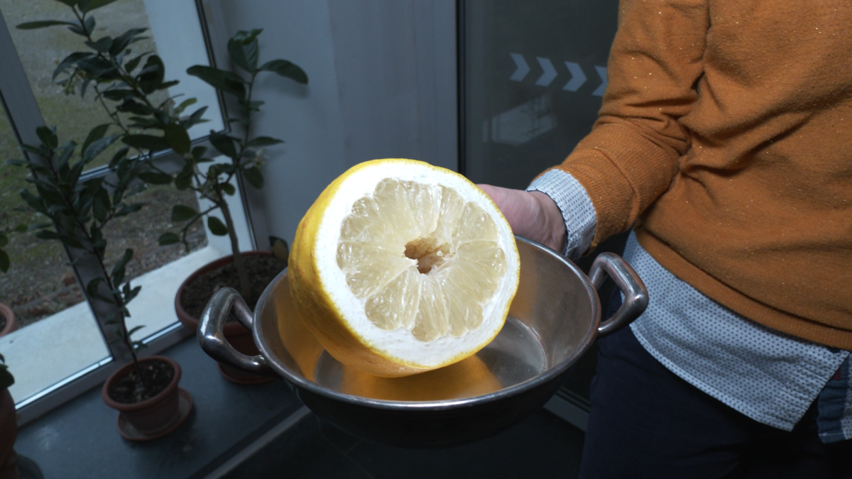 Dubnická oranžéria ožíva