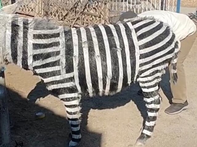 Najprv psy prefarbené na pandy, teraz pomaľovaný somár. V Číne opäť zvolili bizarnú marketingovú stratégiu